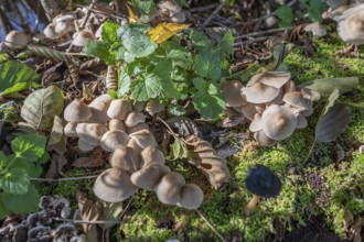 Rusty helminth (Mycena zephirus), Bavaria, Germany, Europe