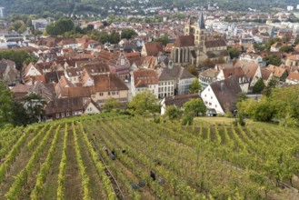 View over a vineyard to Esslingen with the parish church of St Dionys, Esslingen am Neckar,