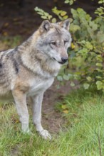 An adult Eurasian grey wolf (Canis lupus lupus) stands in a green meadow and observes something