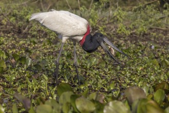 Jabiru (Jabiru mycteria), with large fish, Pantanal, Brazil, South America