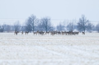 Roe deer (Capreolus capreolus) a group, a jump Deer standing in a snowy field in winter, Germany,