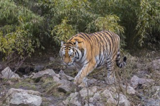 One adult female Siberian Tiger, Panthera tigris altaica walking out of dense green vegetation