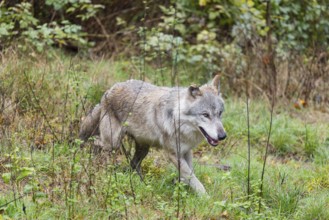 An adult grey wolf (Canis lupus lupus) runs through the dense undergrowth at the edge of the forest