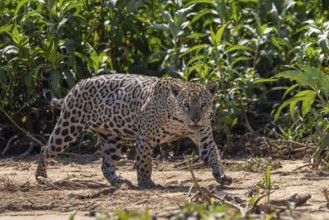 Jaguar (Panthera onca) running across a sandy beach, Pantanal, Brazil, South America