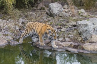 One adult female Siberian Tiger, Panthera tigris altaica walking along small creek, green