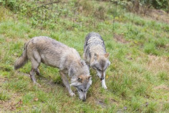 Two adult male Eurasian grey wolves (Canis lupus lupus) stand in a green meadow and sniff the grass