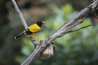 Black-headed oriole (Eurasian Golden Oriole xanthornus), Kaeng Krachan National Park, Thailand,