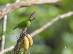 Golden-fronted Leafbird (Chloropsis aurifrons), Kaeng Krachan National Park, Thailand, Asia