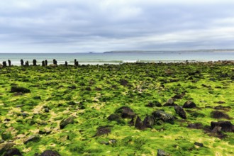 Boulders, seaweed, seaweed, view over St. Ives Bay towards Godrevy, coastline, West Cornwall,