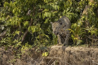 Jaguar (Panthera onca), upper edge of steep bank, Pantanal, Brazil, South America