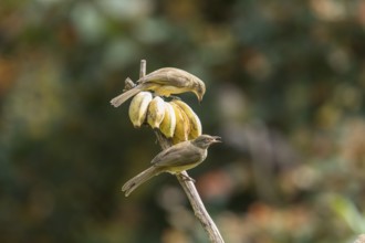 Striped-throated bulbul (Pycnonotus finlaysoni), Phetchaburi, Kaeng Krachan National Park,