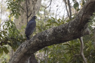 Black buzzard (Buteogallus urubitinga), on a tree, Pantanal, Brazil, South America