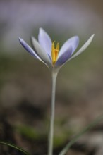 Elfin crocus (Crocus tommasianus), Emsland, Lower Saxony, Germany, Europe