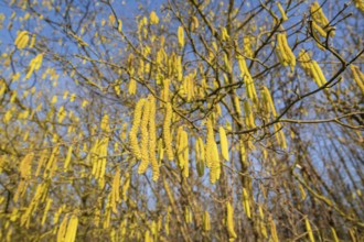 Common hazel (Corylus avellana) also known as hazel bush or hazelnut bush, male, yellow