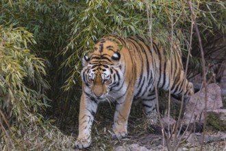 One adult female Siberian Tiger, Panthera tigris altaica walking out of dense green vegetation