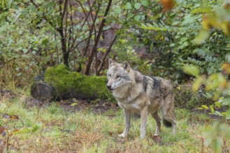 An adult grey wolf (Canis lupus lupus) runs through the dense undergrowth at the edge of the forest