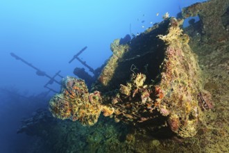 Ship superstructure with spiny oyster (Spondylus varius), hatch, deck, British Loyalty, wreck,