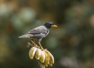 Long-crested myna (Acridotheres javanicus), Phetchaburi, Kaeng Krachan National Park, Thailand,