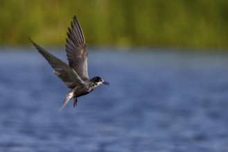 Black Tern (Chlidonias niger), in flight, Danube Delta, Romania, Europe