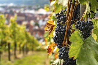 Grapes and vineyard in Esslingen am Neckar, Baden-Württemberg, Germany, Europe