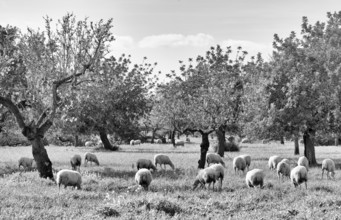 Almond blossom, almond trees, plantation, sheep, flock of sheep, Santa Maria del Camí, Calvià,