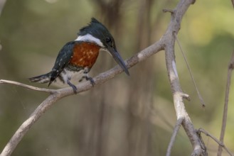 Amazon Kingfisher (Chloroceryle amazona), m, on branch, Pantanal, Brazil, South America