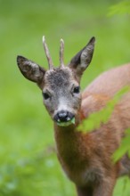 Roe deer (Capreolus capreolus), roebuck eating leaves of a rowan, mountain ash (Sorbus aucuparia),