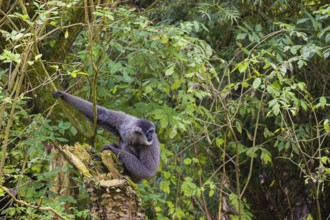 One silvery gibbon (Hylobates moloch), or Javan gibbon sits on a broken tree trunk in dense green