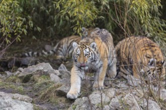 Three young Siberian Tiger, Panthera tigris altaica walking out of dense green vegetation