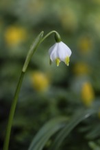 Spring snowflake (Leucojum vernum), Emsland, Lower Saxony, Germany, Europe