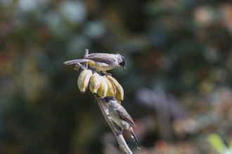 Sooty-crested Bulbul (Pycnonotus aurigaster), Phetchaburi, Kaeng Krachan National Park, Thailand,