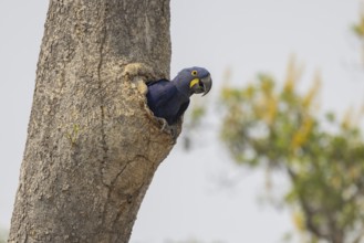 Hyacinth Macaw (Anodorhynchus hyacinthinus), at nesting den, Pantanal, Brazil, South America