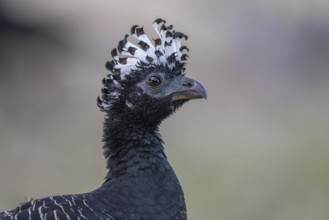 Bare-faced Hokko (Crax fasciolata), f, portrait, Pantanal, Brazil, South America