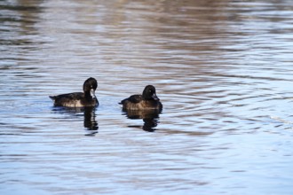 Tufted ducks, winter, Saxony, Germany, Europe