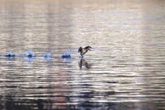 Little grebe on the Elbe near Dresden, winter, Saxony, Germany, Europe