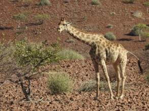 A giraffe stands next to a tree in a dry, red desert landscape, Giraffe (Giraffa Camelopardalis),