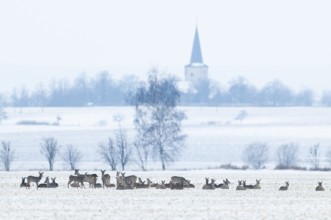 Roe deer (Capreolus capreolus) a group, a jump Deer standing on a snowy field in winter, behind the