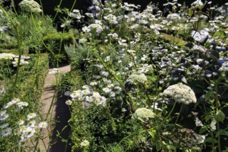 The White Garden, white flowers, sea of flowers, gardens, Sissinghurst Castle and Garden,