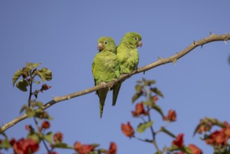 Yellow-winged Parakeet (Brotogeris chiriri) or Canary-winged Parakeet, pair, Pantanal, Brazil,