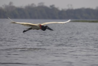 Jabiru (Jabiru mycteria), in flight, Pantanal, Brazil, South America