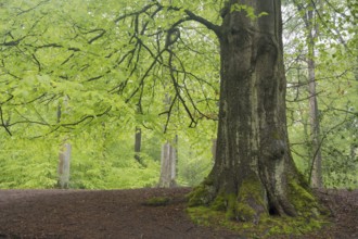 European beech (Fagus sylvatica), single trunk, beech forest in spring, single tree with fresh