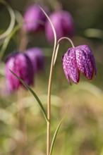 Close up at a Snake's head fritillary (Fritillaria meleagris) in bloom