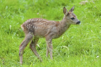 Roe deer (Capreolus capreolus), fawn standing in a meadow and licking grasses with its tongue,