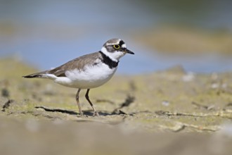 Little Ringed Plover (Charadrius dubius), standing in silt, Aue nature reserve, Reussegg, Sins,