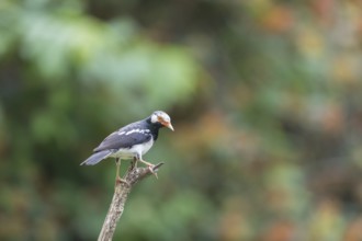 Magpie Starling (Gracupica contra), Kaeng Krachan National Park, Thailand, Asia