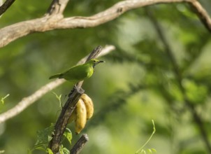 Golden-fronted Leafbird (Chloropsis aurifrons), Kaeng Krachan National Park, Thailand, Asia