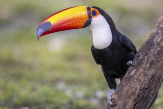 Giant toucan (Ramphastos toco), on branch, Pantanal, Brazil, South America