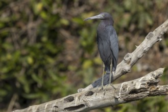 Great Blue Heron (Egretta caerulea), on branch, Rio Claro, Pantanal, Brazil, South America