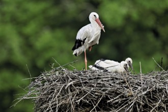 White stork (Ciconia ciconia), adult with two chicks standing on eyrie, Canton Aargau, Switzerland,