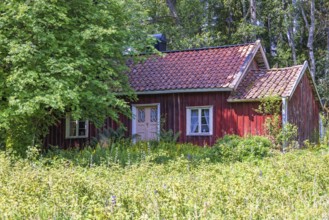 Abandoned red idyllic wooden cottage with an overgrown garden at the edge of the forest in the